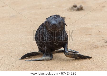 Cape Fur Seal (arctocephalus Pusillus)