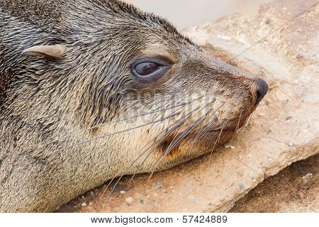 Cape Fur Seal (arctocephalus Pusillus)