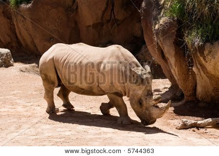 Rhinoceros