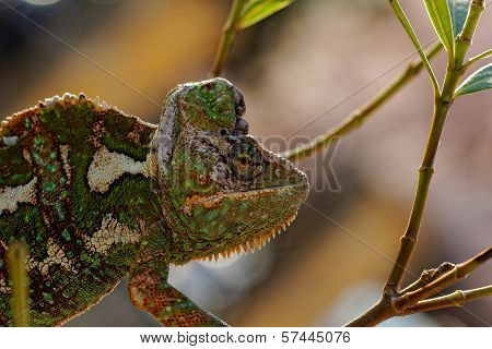 Chamaeleo Calyptratus