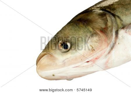 Fisk