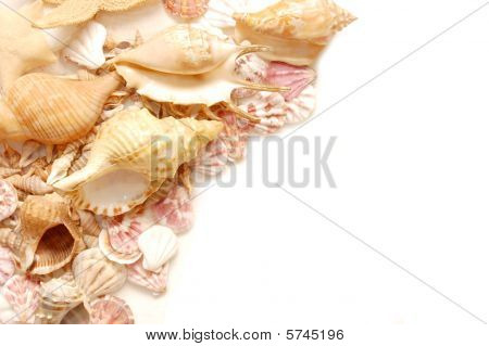 Shells diferentes isolados no fundo branco