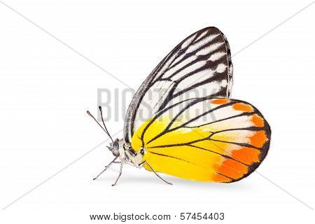 Male Painted Jezebel Butterfly