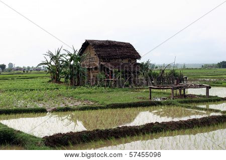 Terai landscape in Nepal