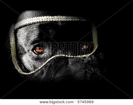Turban dog
