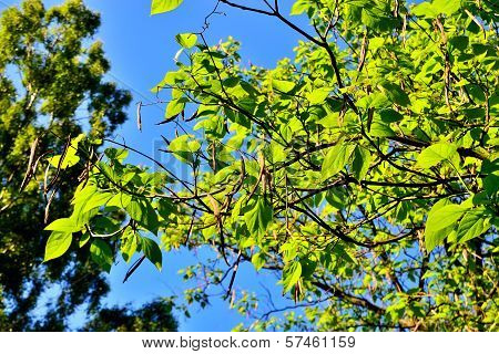 Catalpa Bignonioides. Leaves And Fruits Closeup