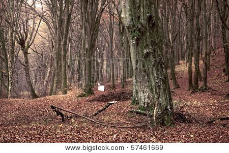 Autumn forest