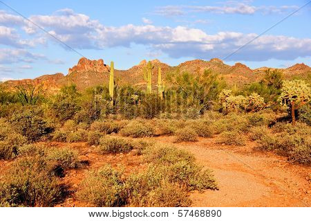 Arizona desert