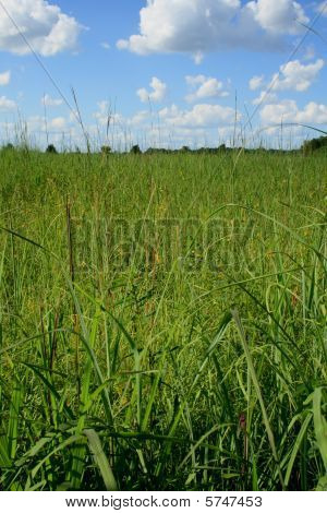 Herbe de la Prairie hautes