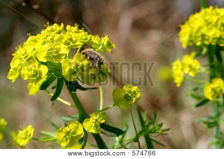 Abeille sur une mauvaise herbe