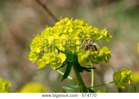 Abeille sur une mauvaise herbe