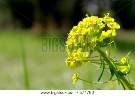 Mauvaises herbes