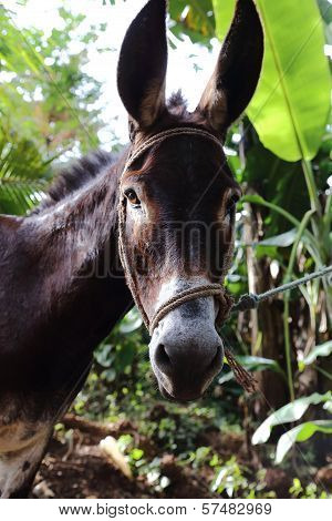 Donkey Head