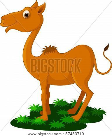 Cute Camel Cartoon