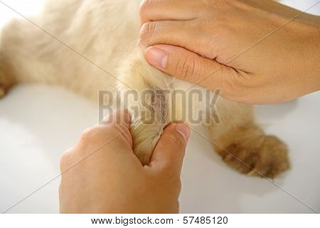 Ring Worm On Cat