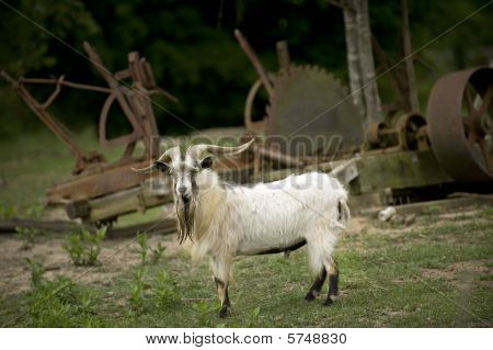 Billygoat