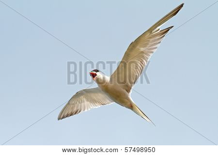 Sterna Hirundo Over The Blue Sky