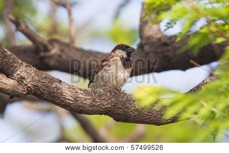 Short Tail Sparrow Sitting In A Tree