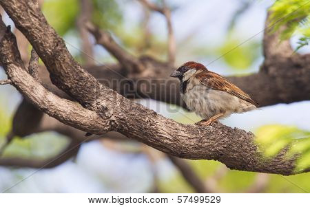 Short Tail Sparrow Sitting In A Tree