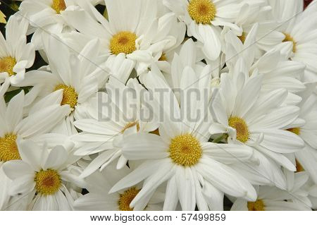 A Bunch Of White Daisy