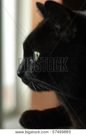 Black Cat Face Starring Outside