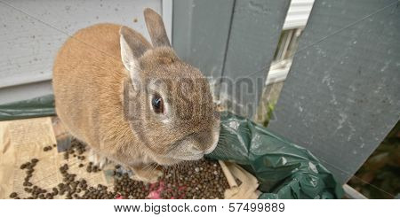 Brown Cute Rabbit