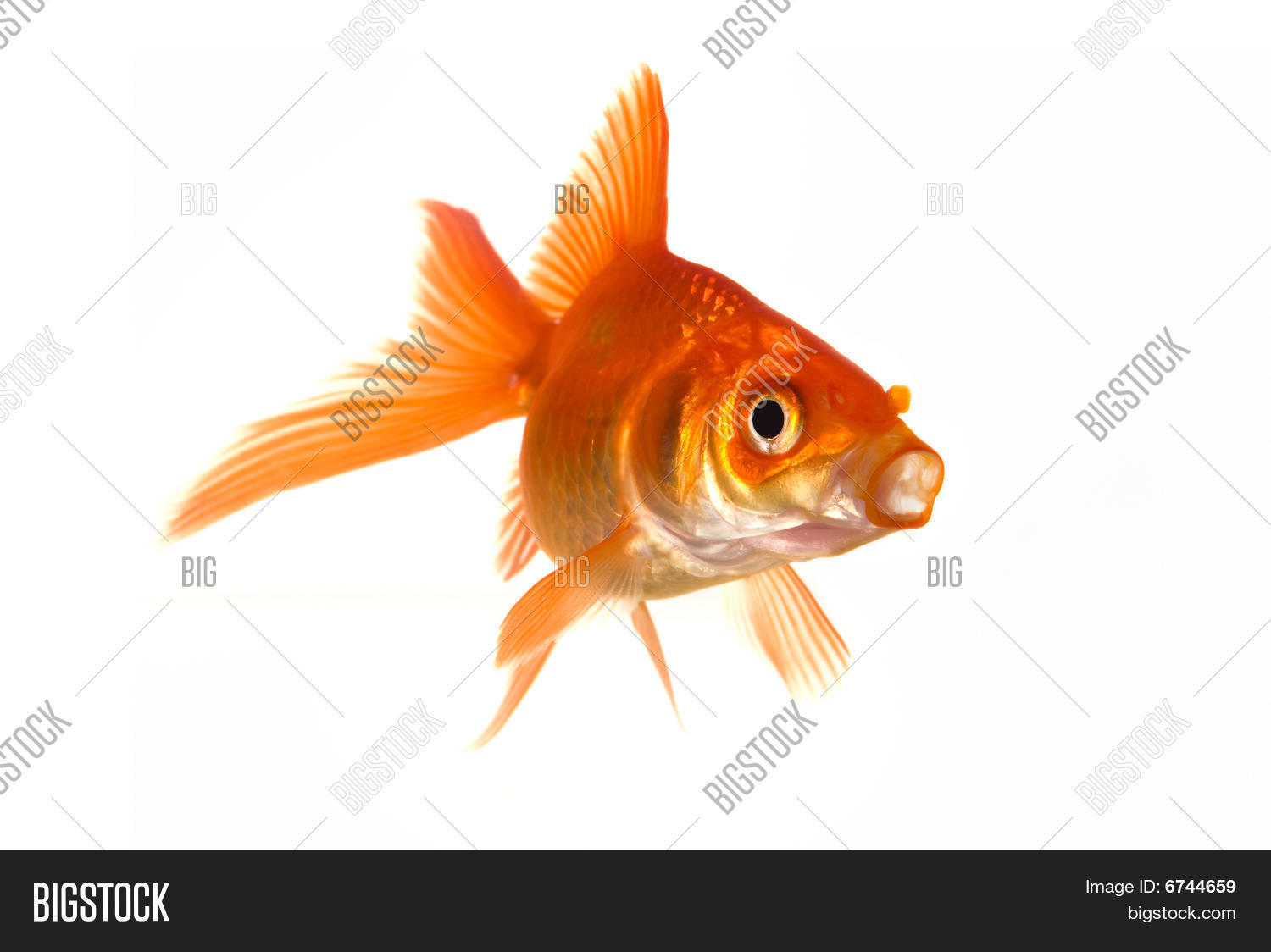 Goldfish Mouth Open Image & Photo (Free Trial) Bigstock
