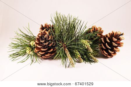 pine cones