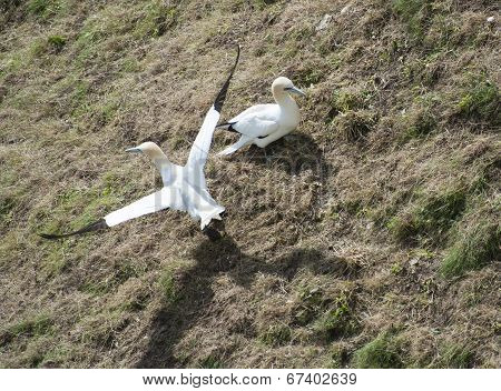 Pair Of Nesting Gannets On Grassy Slope