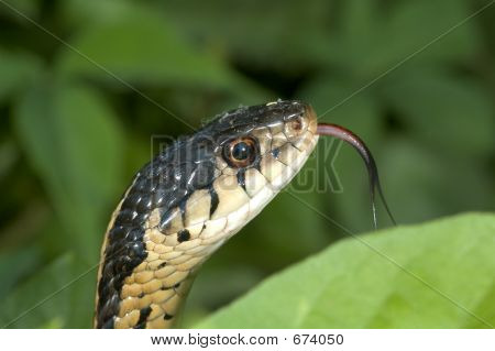 gartersnake