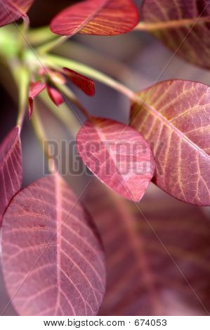Cotinus