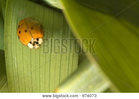 Lady Bug