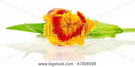 Bright tulip close up