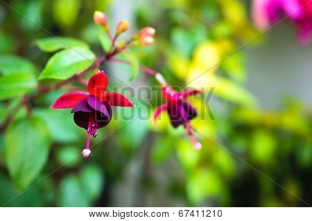Blossoming Branch Red And Dark-cherry Fuchsia In Nature, `huet’s Kwarts`, Closeup