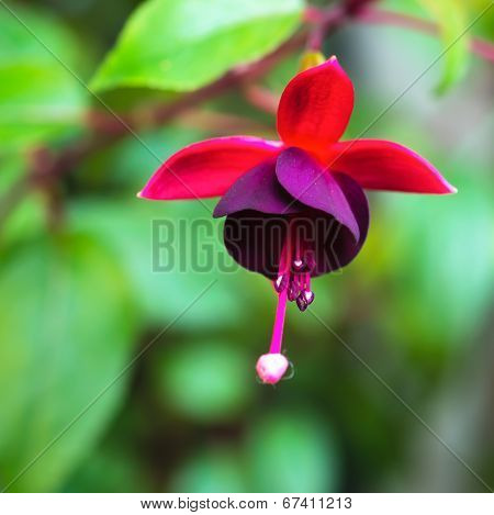 Blossoming Branch Red And Dark-cherry Fuchsia In Nature, `huet’s Kwarts`, Closeup