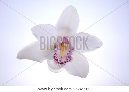 Orchidea bianca