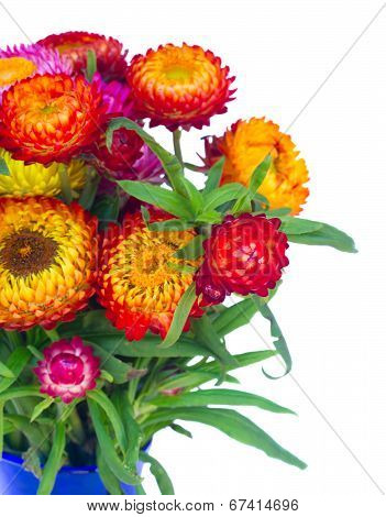 Everlasting flowers