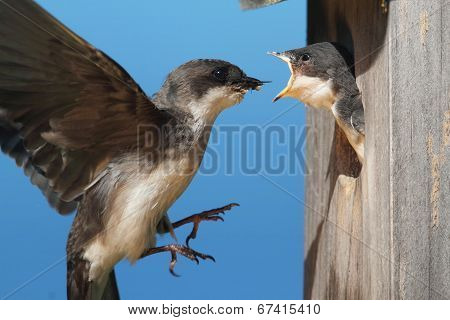 Tree Swallow Feeding Babies