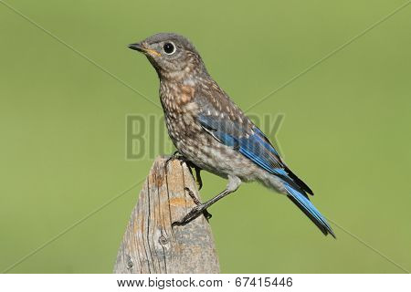 Baby Eastern Bluebirds