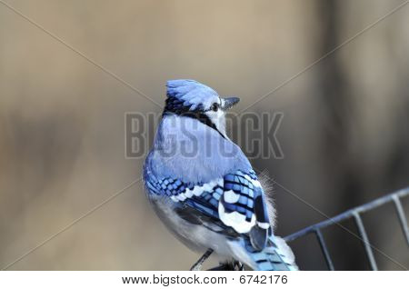 Blue Jay: Cyanocitta cristata