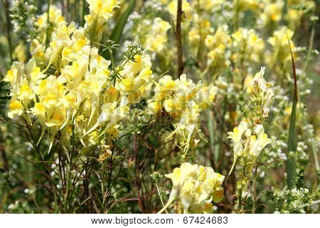 toadflax