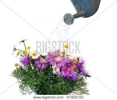 Water can watering flowers isolated on white