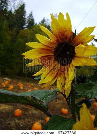 sunflower001