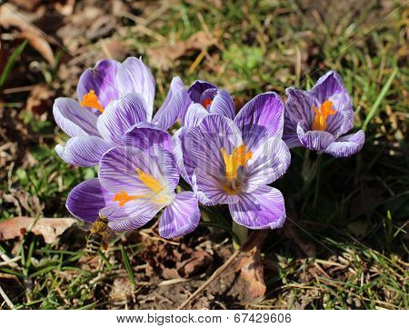 Crocus