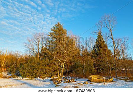 Wintry woods illuminated by sunset.