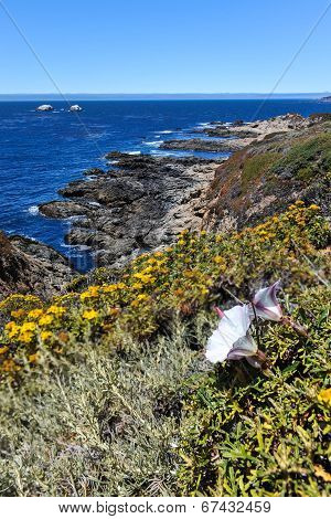 Landscape With Flower And Pacific Ocean At Garrapata State Park