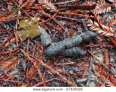 Bobcat Scat In Redwoods