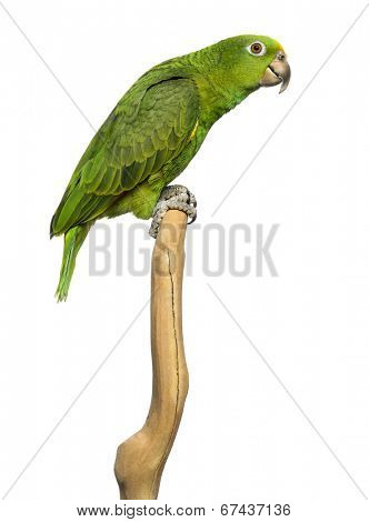 Panama Yellow-headed Amazon (5 months old) perched on a branch, isolated on white