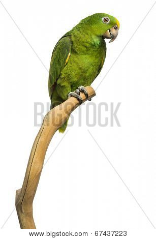 Panama Yellow-headed Amazon (5 months old) perched on a branch, isolated on white