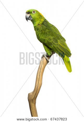 Yellow-naped parrot (6 years old) perched on a branch, isolated on white